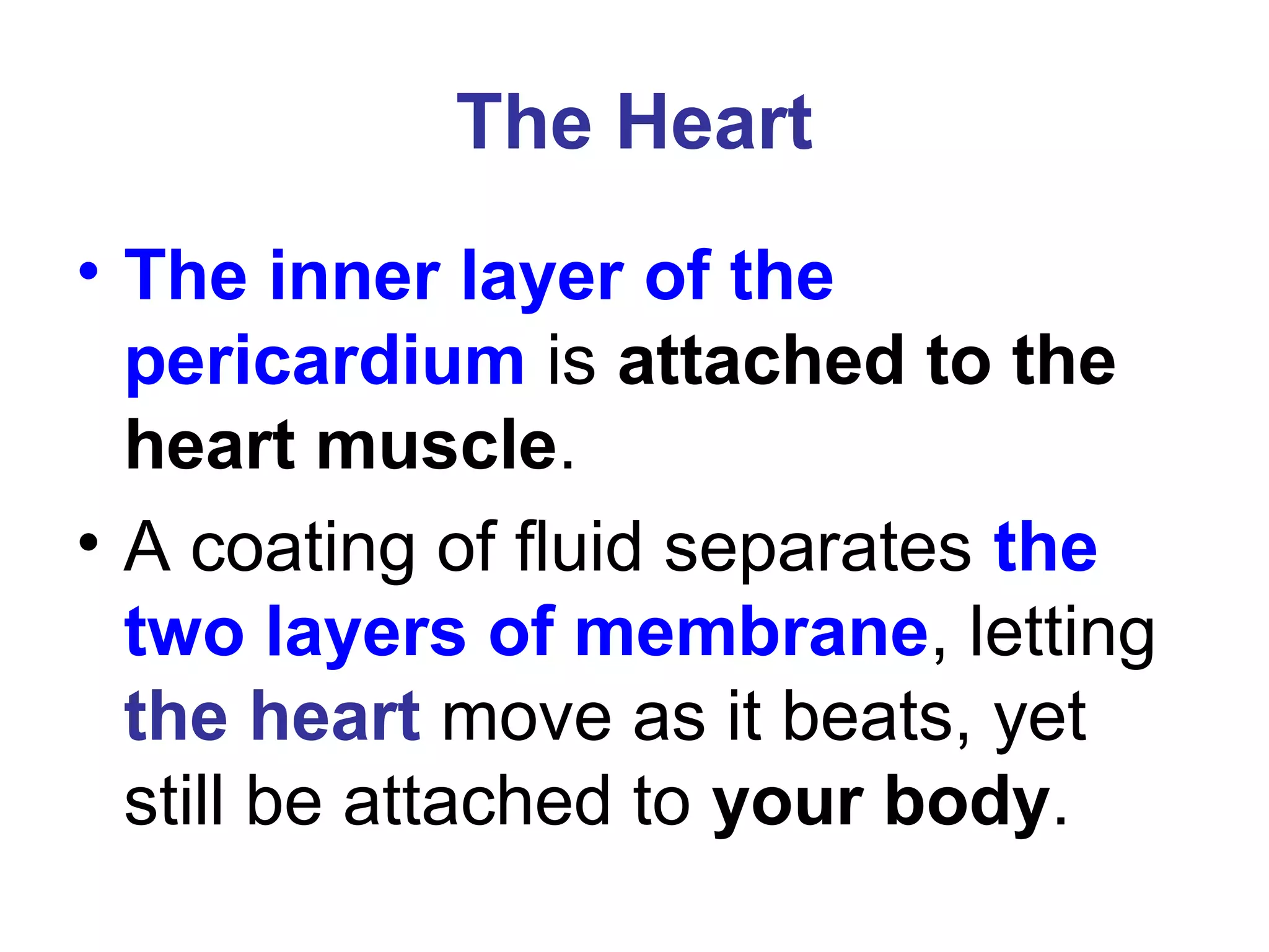 The Heart
• The inner layer of the
pericardium is attached to the
heart muscle.
• A coating of fluid separates the
two layers of membrane, letting
the heart move as it beats, yet
still be attached to your body.
 