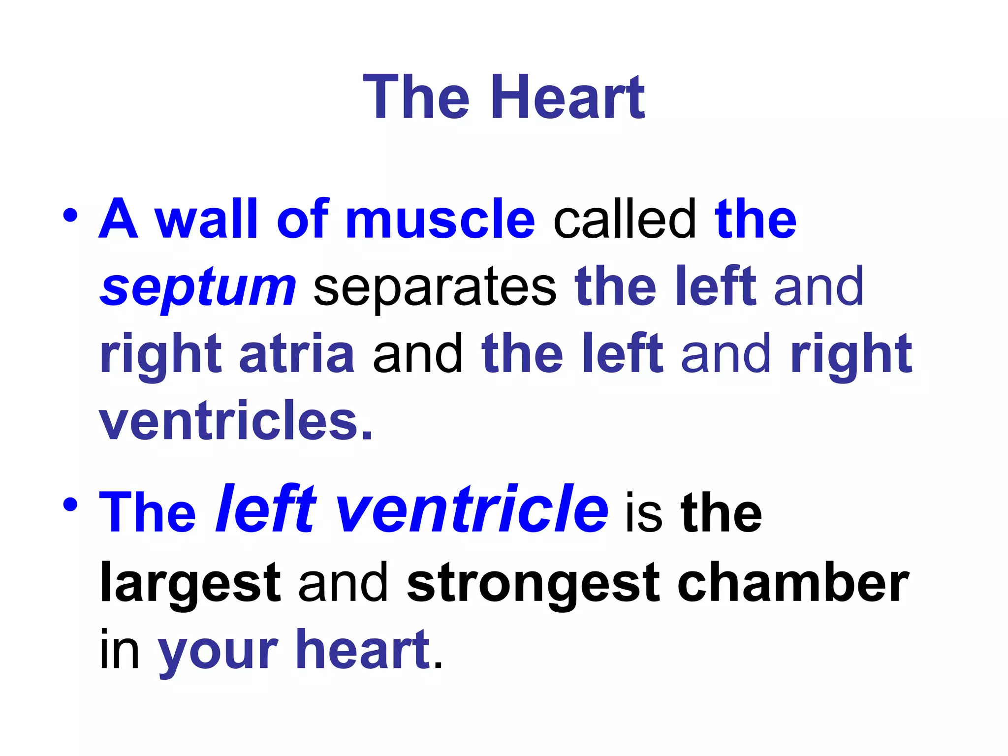 The Heart
• A wall of muscle called the
septum separates the left and
right atria and the left and right
ventricles.
• The left ventricle is the
largest and strongest chamber
in your heart.
 