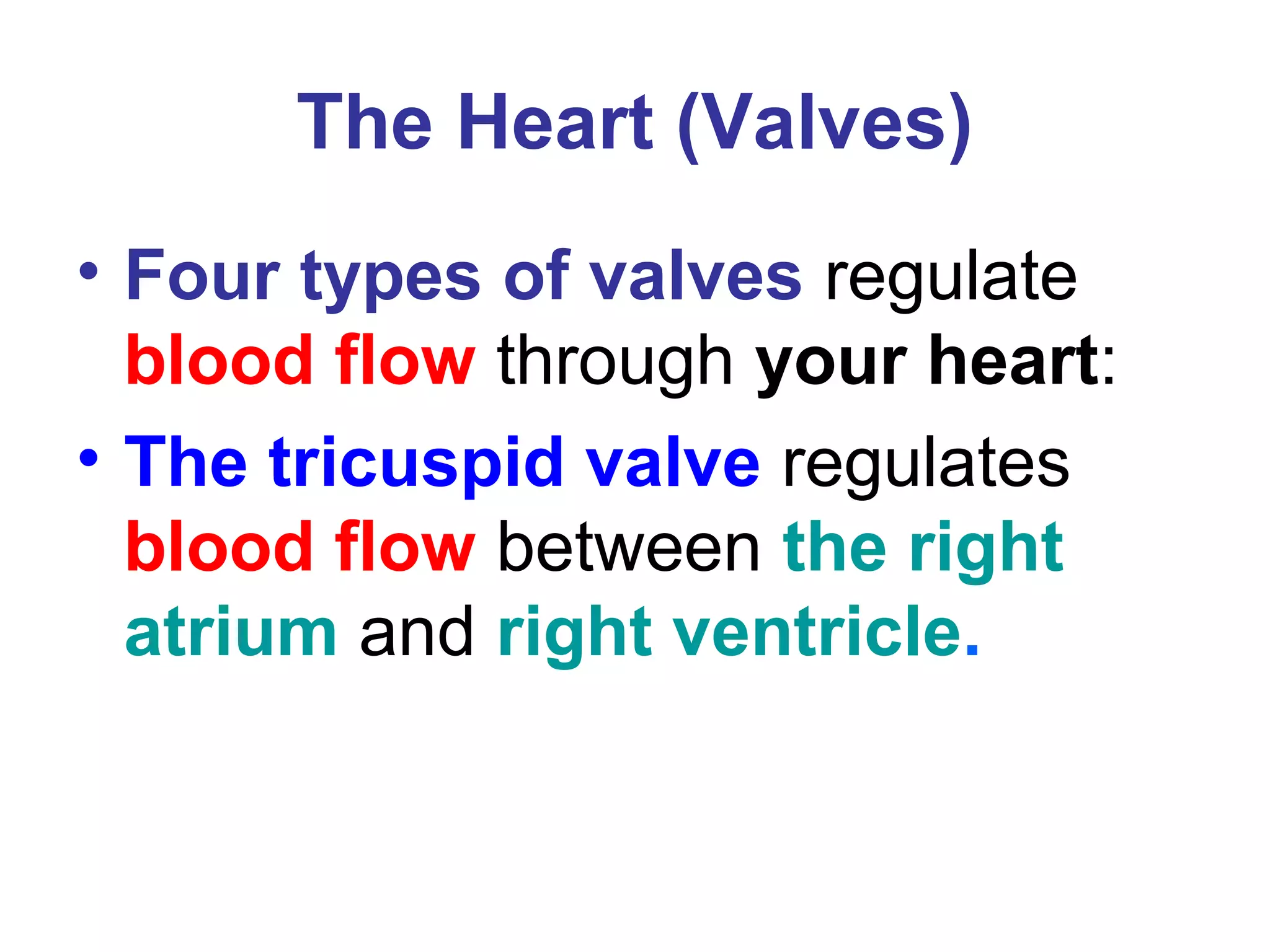 The Heart (Valves)
• Four types of valves regulate
blood flow through your heart:
• The tricuspid valve regulates
blood flow between the right
atrium and right ventricle.
 