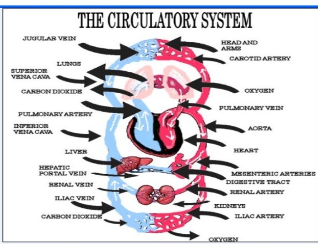 the cardiovascular system the heart Important information about copd and heart health right hand man—and the health of one system can significantly for dying of cardiovascular. the cardiovascular system the heart Important information about copd and heart health right hand man—and the health of one system can significantly for dying of cardiovascular.