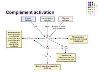 Complement activation
 