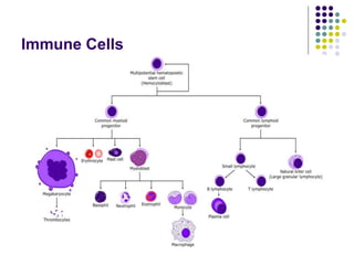 Immune Cells
 