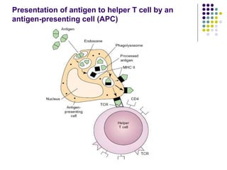 Presentation of antigen to helper T cell by an
antigen-presenting cell (APC)
 