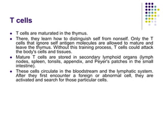 T cells
 T cells are maturated in the thymus.
 There, they learn how to distinguish self from nonself. Only the T
cells that ignore self antigen molecules are allowed to mature and
leave the thymus. Without this training process, T cells could attack
the body's cells and tissues.
 Mature T cells are stored in secondary lymphoid organs (lymph
nodes, spleen, tonsils, appendix, and Peyer's patches in the small
intestine).
 These cells circulate in the bloodstream and the lymphatic system.
After they first encounter a foreign or abnormal cell, they are
activated and search for those particular cells.
 