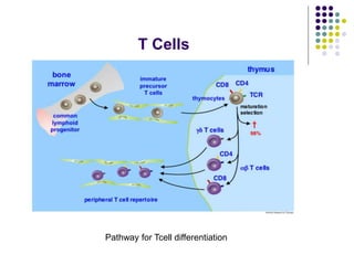 T Cells
Pathway for Tcell differentiation
 