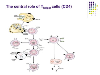 The central role of Thelper cells (CD4)
 