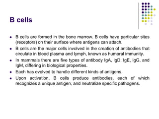 B cells
 B cells are formed in the bone marrow. B cells have particular sites
(receptors) on their surface where antigens can attach.
 B cells are the major cells involved in the creation of antibodies that
circulate in blood plasma and lymph, known as humoral immunity.
 In mammals there are five types of antibody IgA, IgD, IgE, IgG, and
IgM, differing in biological properties.
 Each has evolved to handle different kinds of antigens.
 Upon activation, B cells produce antibodies, each of which
recognizes a unique antigen, and neutralize specific pathogens.
 