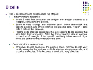 B cells
 The B-cell response to antigens has two stages:
 Primary immune response:
 When B cells first encounter an antigen, the antigen attaches to a
receptor, stimulating the B cells.
 Some B cells change into memory cells, which remember that
specific antigen, and others change into plasma cells. Helper T cells
help B cells in this process.
 Plasma cells produce antibodies that are specific to the antigen that
stimulated their production. After the first encounter with an antigen,
production of enough of the specific antibody takes several days.
Thus, the primary immune response is slow.
 Secondary immune response
 Whenever B cells encounter the antigen again, memory B cells very
rapidly recognize the antigen, multiply, change into plasma cells, and
produce antibodies. This response is quick and very effective.
 
