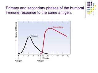Primary and secondary phases of the humoral
immune response to the same antigen.
 
