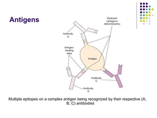 Antigens
Multiple epitopes on a complex antigen being recognized by their respective (A,
B, C) antibodies
 