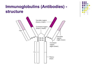 Immunoglobulins (Antibodies) -
structure
 
