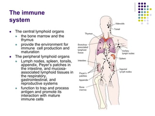 The immune
system
 The central lymphoid organs
 the bone marrow and the
thymus
 provide the environment for
immune cell production and
maturation
 The peripheral lymphoid organs
 Lymph nodes, spleen, tonsils,
appendix, Peyer’s patches in
the intestine, and mucosa-
associated lymphoid tissues in
the respiratory,
gastrointestinal, and
reproductive systems
 function to trap and process
antigen and promote its
interaction with mature
immune cells
 