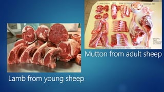Lamb from young sheep
Mutton from adult sheep
 