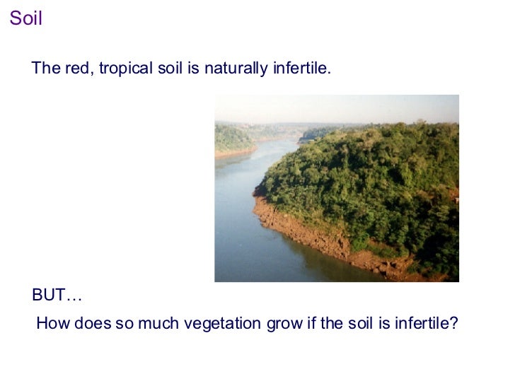 What Eats Shrubs In The Amazon Rainforest Food Chain What Eats Shrubs In The Amazon Rainforest Food Chain