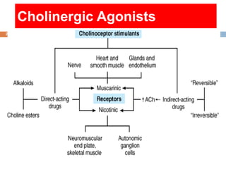 2
Cholinergic Agonists
 