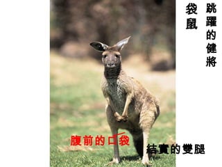 袋
鼠
腹前的口袋
跳
躍
的
健
將
結實的雙腿
 