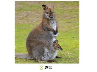  袋鼠
 