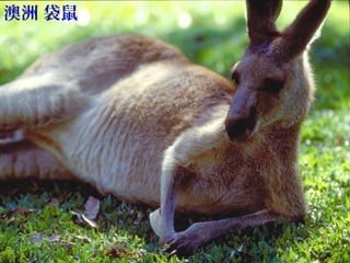 澳洲 袋鼠
 