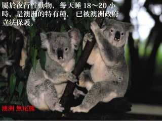 屬於夜行性動物， 天睡每 18∼20 小
時，是澳洲的特有種， 已被澳洲政府
立法保護。
澳洲 無尾熊
 