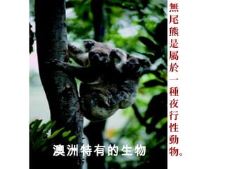無
尾
熊
是
屬
於
一
種
夜
行
性
動
物。澳洲特有的生物
 