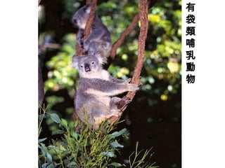 有
袋
類
哺
乳
動
物
 
