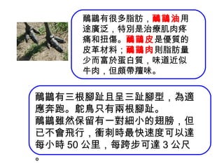鴯鶓有三根腳趾且呈三趾腳型，為適
應奔跑。鴕鳥只有兩根腳趾。
鴯鶓雖然保留有一對細小的翅膀，但
已不會飛行，衝刺時最快速度可以達
每小時 50 公里，每跨步可達 3 公尺
。
鴯鶓有很多脂肪，鴯鶓油用
途廣泛，特別是治療肌肉疼
痛和扭傷。鴯鶓皮是優質的
皮革材料；鴯鶓肉則脂肪量
少而富於蛋白質，味道近似
牛肉，但頗帶羶味。
 