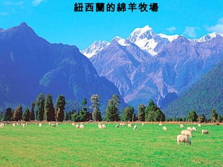紐西蘭的綿羊牧場
 
