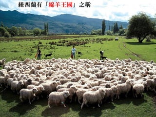 紐西蘭有「綿羊王國」之稱
 