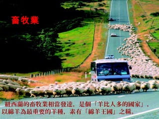紐西蘭的畜牧業相當發達，是個「羊比人多的國家」，
以綿羊為最重要的羊種，素有「綿羊王國」之稱。
經濟支柱為
畜牧業
 