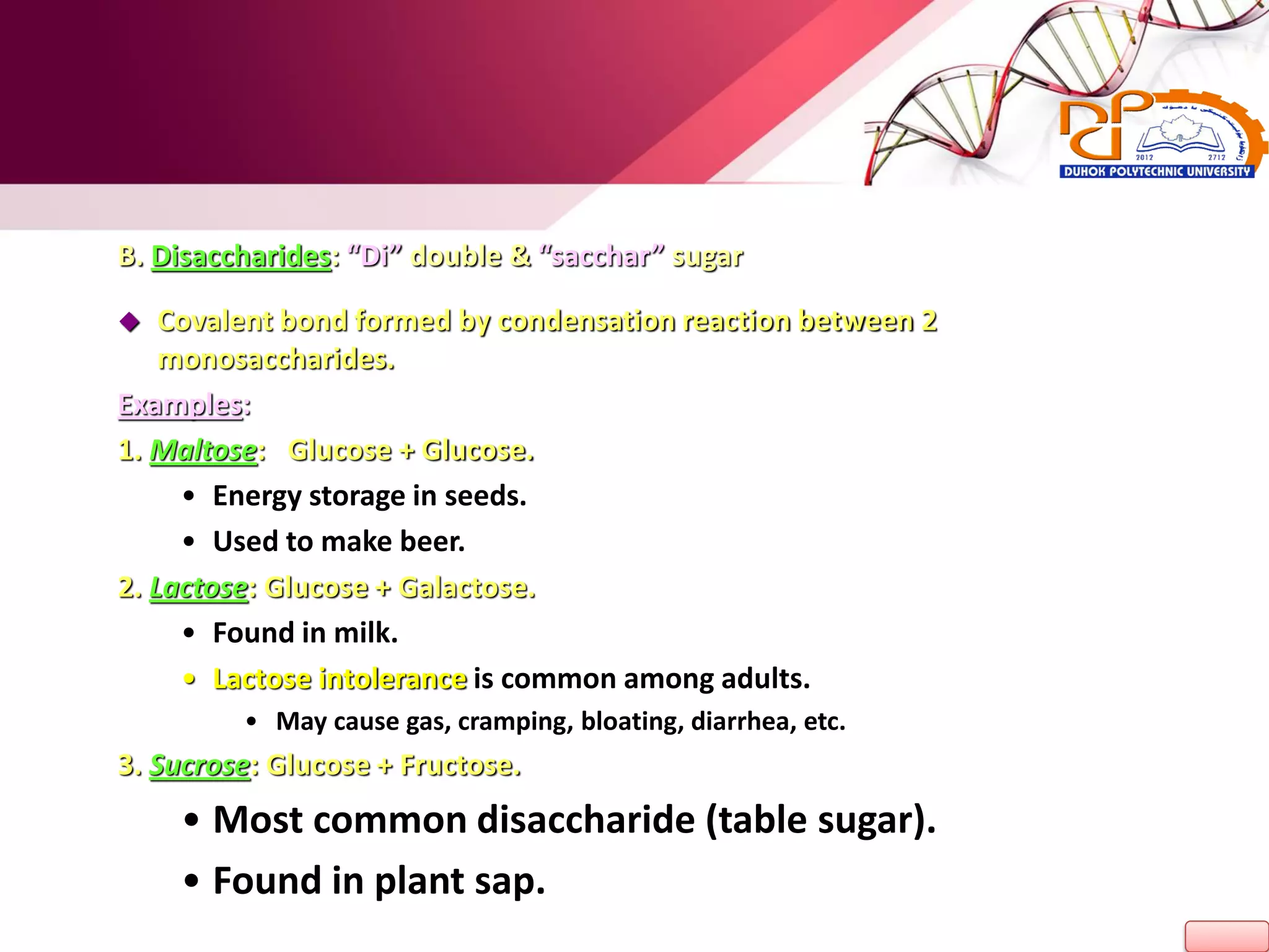 B. Disaccharides: “Di” double & “sacchar” sugar
 Covalent bond formed by condensation reaction between 2
monosaccharides.
Examples:
1. Maltose: Glucose + Glucose.
• Energy storage in seeds.
• Used to make beer.
2. Lactose: Glucose + Galactose.
• Found in milk.
• Lactose intolerance is common among adults.
• May cause gas, cramping, bloating, diarrhea, etc.
3. Sucrose: Glucose + Fructose.
• Most common disaccharide (table sugar).
• Found in plant sap.
 