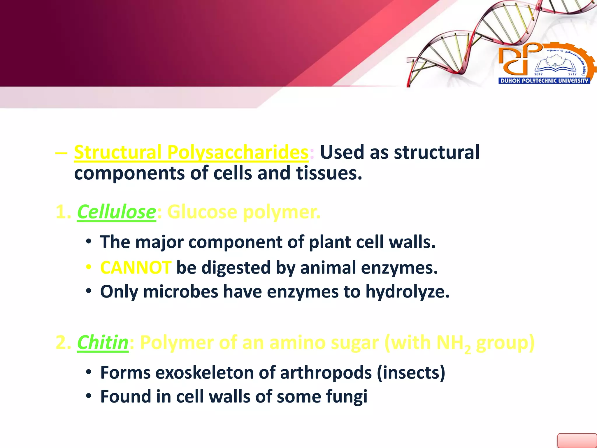 – Structural Polysaccharides: Used as structural
components of cells and tissues.
1. Cellulose: Glucose polymer.
• The major component of plant cell walls.
• CANNOT be digested by animal enzymes.
• Only microbes have enzymes to hydrolyze.
2. Chitin: Polymer of an amino sugar (with NH2 group)
• Forms exoskeleton of arthropods (insects)
• Found in cell walls of some fungi
 
