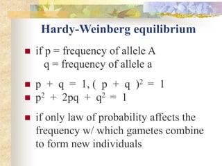 Hardy-Weinberg equilibrium
 if p = frequency of allele A
q = frequency of allele a
 p + q = 1, ( p + q )2 = 1
 p2 + 2pq + q2 = 1
 if only law of probability affects the
frequency w/ which gametes combine
to form new individuals
 