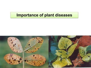 Importance of plant diseases
 