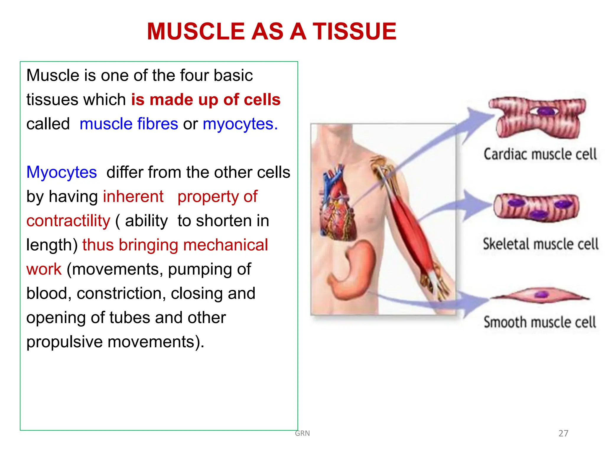 Muscle Powers Examples L2.The Muscular System-R.pdfClassify the muscles with examples ...
