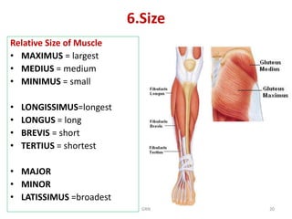 L2.The Muscular System-R.pdfClassify the muscles with examples ...