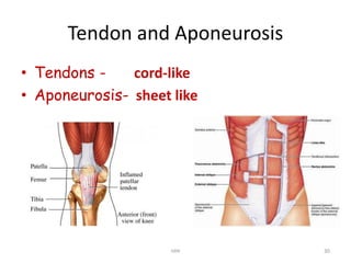 L2.The Muscular System-R.pdfClassify the muscles with examples ...
