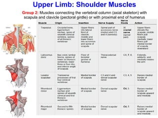 Group 2: Muscles connecting the vertebral column (axial skeleton) with
scapula and clavicle (pectoral girdle) or with proximal end of humerus
Upper Limb: Shoulder Muscles
 