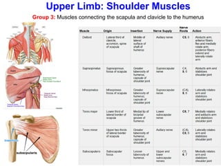 Group 3: Muscles connecting the scapula and clavicle to the humerus
Upper Limb: Shoulder Muscles
 