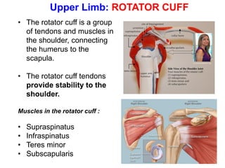 Upper Limb: ROTATOR CUFF
• The rotator cuff is a group
of tendons and muscles in
the shoulder, connecting
the humerus to the
scapula.
• The rotator cuff tendons
provide stability to the
shoulder.
Muscles in the rotator cuff :
• Supraspinatus
• Infraspinatus
• Teres minor
• Subscapularis
 
