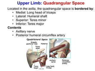 Upper Limb: Quadrangular Space
Located in the axilla, the quadrangular space is bordered by:
• Medial: Long head of triceps
• Lateral: Humeral shaft
• Superior: Teres minor
• Inferior: Teres major
Contents
• Axillary nerve
• Posterior humeral circumflex artery
 