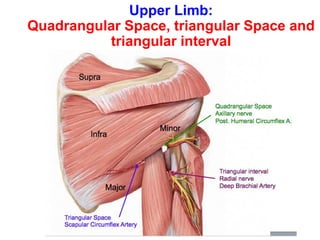 Upper Limb:
Quadrangular Space, triangular Space and
triangular interval
 