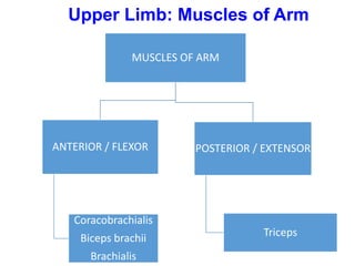 MUSCLES OF ARM
ANTERIOR / FLEXOR
Coracobrachialis
Biceps brachii
Brachialis
POSTERIOR / EXTENSOR
Triceps
Upper Limb: Muscles of Arm
 