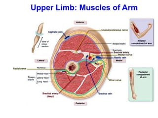Upper Limb: Muscles of Arm
 