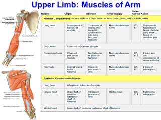 Upper Limb: Muscles of Arm
 