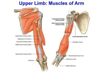 Upper Limb: Muscles of Arm
 
