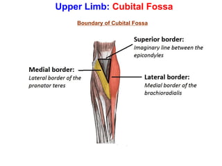 Upper Limb: Cubital Fossa
Boundary of Cubital Fossa
 