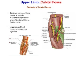 Upper Limb: Cubital Fossa
Contents of Cubital Fossa
• Contents : arranged from
medial to lateral –
median nerve / brachial
artery / tendon of biceps
/ radial nerve
• Importance: Blood
pressure, intravenous
injection
 