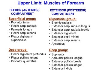 FLEXOR (ANTERIOR)
COMPARTMENT
Superficial group:
• Pronator teres
• Flexor carpi radialis
• Palmaris longus
• Flexor carpi ulnaris
• Flexor digitorum
superficialis
Deep group:
• Flexor digitorum profundus
• Flexor pollicis longus
• Pronator quadratus
Upper Limb: Muscles of Forearm
EXTENSOR (POSTERIOR)
COMPARTMENT
Superficial group:
• Brachio radialis
• Extensor carpi radialis longus
• Extensor carpi radialis brevis
• Extensor digitorum
• Extensor digiti minimi
• Extensor carpi ulnaris.
• Anconeus
Deep group:
• Supinator
• Abductor pollicis longus
• Extensor pollicis brevis
• Extensor pollicis longus
• Extensor indicis
 