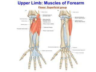 Upper Limb: Muscles of Forearm
Flexor: Superficial group
 