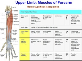 Upper Limb: Muscles of Forearm
Flexor: Superficial & Deep group
 
